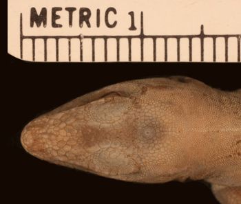 Media type: image;   Herpetology R-11908